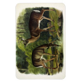 Häufig (Weißschwanz) Hirsche - Audubon-Quadrupeds Magnet (Vertikal)