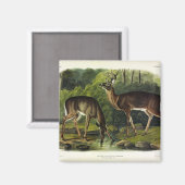 Häufig (Weißschwanz) Hirsche - Audubon-Quadrupeds Magnet (Vorderseite/Rückseite)
