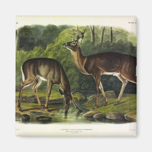 Häufig (Weißschwanz) Hirsche - Audubon-Quadrupeds Magnet