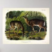 Häufig (Weißschwanz) Hirsche - Audubon-Quadrupeds Poster (Vorne)