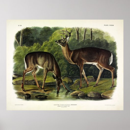 Häufig (Weißschwanz) Hirsche - Audubon-Quadrupeds Poster (Vorne)