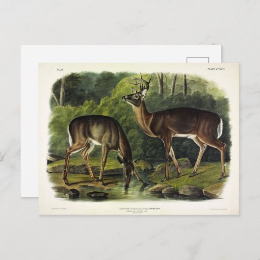 Häufig (Weißschwanz) Hirsche - Audubon-Quadrupeds Postkarte (Vorne/Hinten)