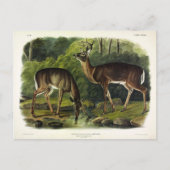 Häufig (Weißschwanz) Hirsche - Audubon-Quadrupeds Postkarte (Vorderseite)