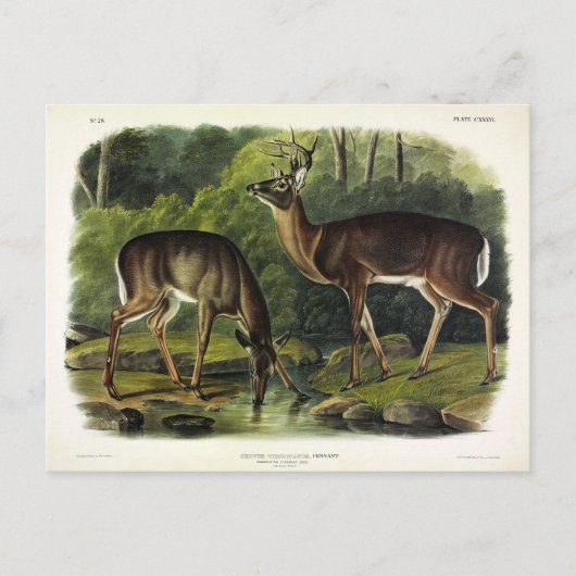 Häufig (Weißschwanz) Hirsche - Audubon-Quadrupeds Postkarte (Vorderseite)