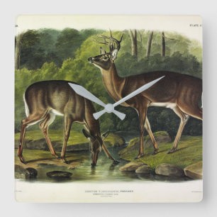 Häufig (Weißschwanz) Hirsche - Audubon-Quadrupeds Quadratische Wanduhr