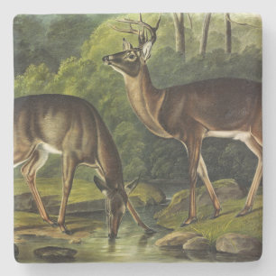 Häufig (Weißschwanz) Hirsche - Audubon-Quadrupeds Steinuntersetzer