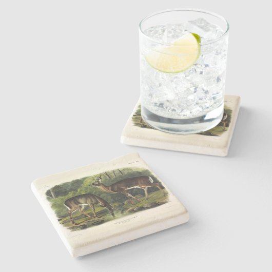 Häufig (Weißschwanz) Hirsche - Audubon-Quadrupeds Steinuntersetzer (Seitenansicht)