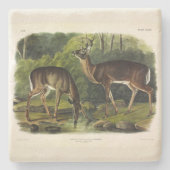 Häufig (Weißschwanz) Hirsche - Audubon-Quadrupeds Steinuntersetzer (Vorderseite)