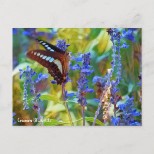 Häufige Bluebottle [Postkarte] Postkarte