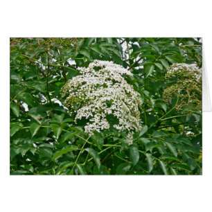 Häufige Elderberry-Koordinationsaufgaben