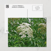 Häufige Elderberry-Koordinationsaufgaben Postkarte (Vorne/Hinten)