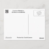 Häufige Elderberry-Koordinationsaufgaben Postkarte (Rückseite)
