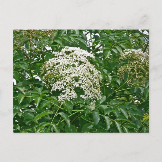 Häufige Elderberry-Koordinationsaufgaben Postkarte (Vorderseite)