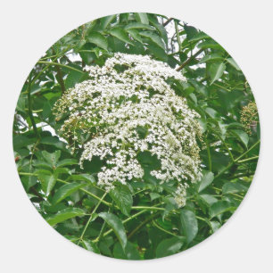 Häufige Elderberry-Koordinationsaufgaben Runder Aufkleber