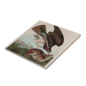 Häufige Vögel von Bussard America Audubon Print Fliese (Seite)