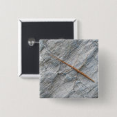 Häufige Walkingstifte (Diapheromera femorata) Button (Vorne & Hinten)