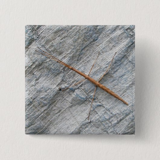 Häufige Walkingstifte (Diapheromera femorata) Button (Vorderseite)