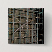 Häufige Walkingstifte (Diapheromera femorata) Button (Vorderseite)