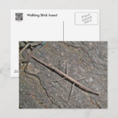 Häufige Walkingstifte (Diapheromera femorata) Postkarte (Vorne/Hinten)