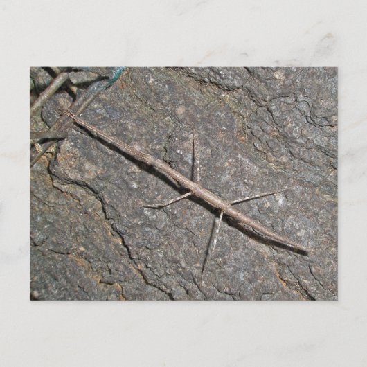 Häufige Walkingstifte (Diapheromera femorata) Postkarte (Vorderseite)