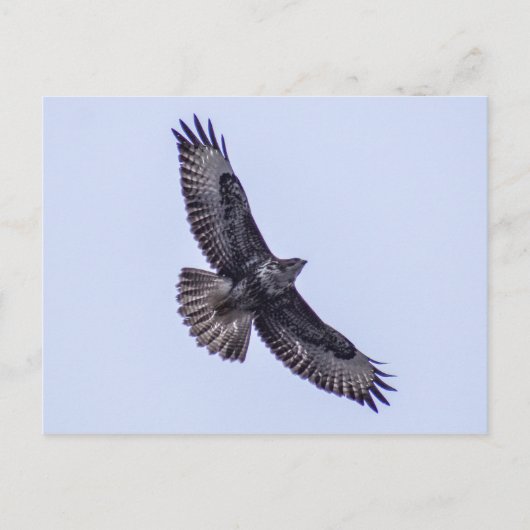 Häufiger Buzzard Postkarte (Vorderseite)