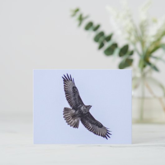 Häufiger Buzzard Postkarte (Stehend Vorderseite)