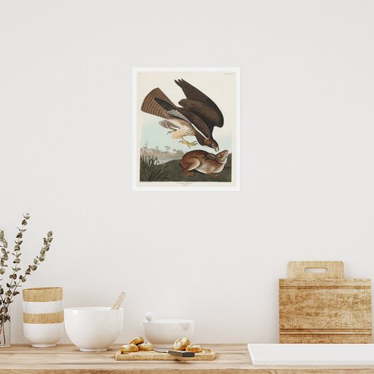 Häufiger Buzzard von Audubon Poster (Küche)