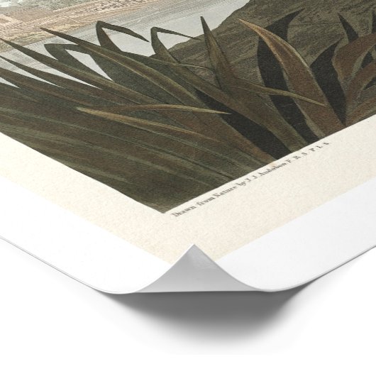 Häufiger Buzzard von Audubon Poster (Ecke)