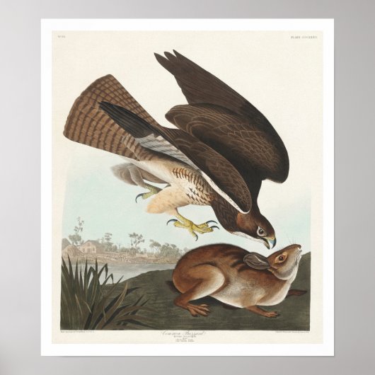 Häufiger Buzzard von Audubon Poster (Vorne)