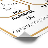 Häufiger Quiz zu 20 gängigen Aminosäuren Poster (Ecke)