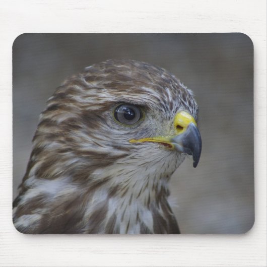 Häufiges Bussard-Portrait Mousepad (Vorne)