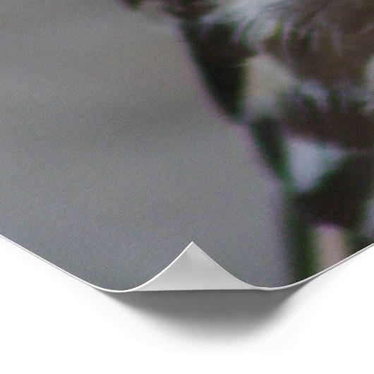 Häufiges Bussard-Portrait Poster (Ecke)