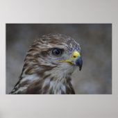 Häufiges Bussard-Portrait Poster (Vorne)