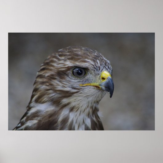 Häufiges Bussard-Portrait Poster (Vorne)