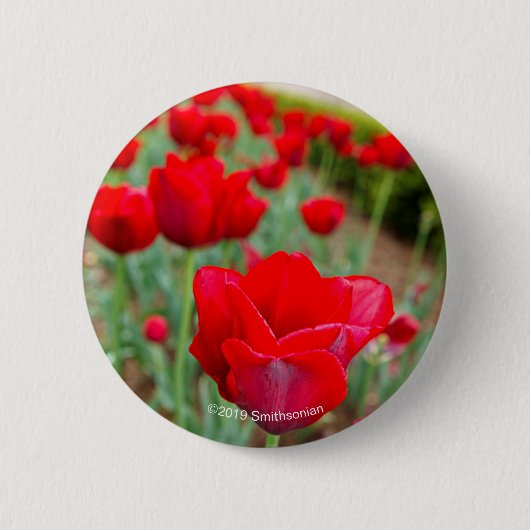 Haupt Birnen, Nahaufnahme Button (Vorderseite)