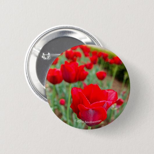 Haupt Birnen, Nahaufnahme Button (Vorne & Hinten)