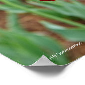 Haupt Bulbs, Close-up Poster (Ecke)