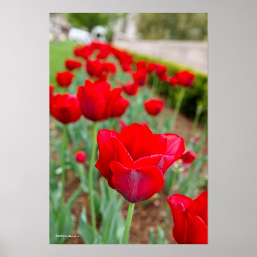 Haupt Bulbs, Close-up Poster (Vorne)