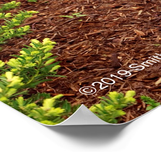 Haupt Bulbs Poster (Ecke)