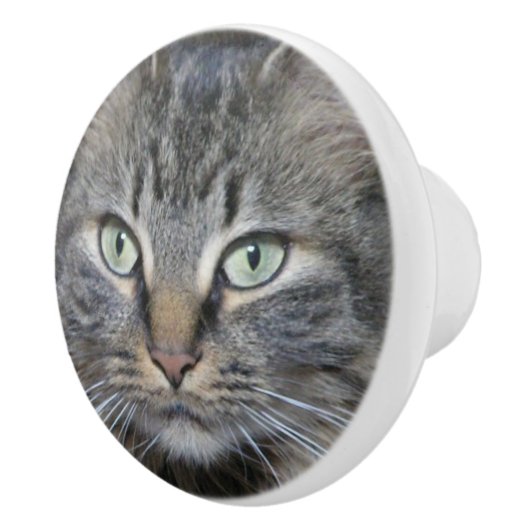 Haupt-Coon-Katzen Augen Keramikknauf (Rechts)