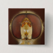 Haupt- und Verbundaugen einer Schwebeflug-Fliege Button (Vorderseite)