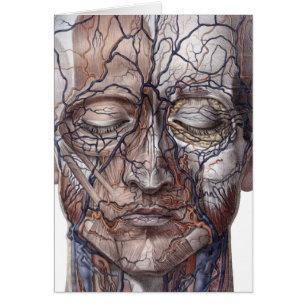 Hauptadern und Muskeln