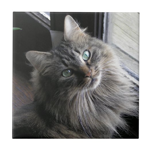 Hauptcocktail Kitty Cat Keramik Tile Fliese (Vorderseite)