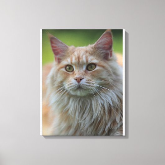 Hauptmünzkatze Leinwanddruck (Vorderseite)