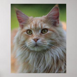 Hauptmünzkatze Poster