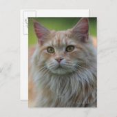 Hauptmünzkatze Postkarte (Vorne/Hinten)