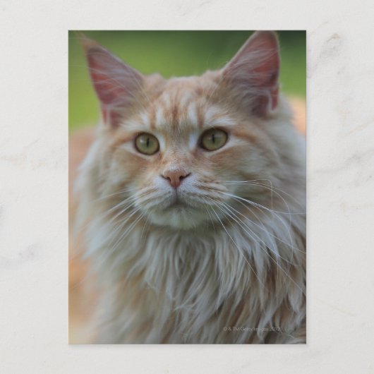 Hauptmünzkatze Postkarte (Vorderseite)