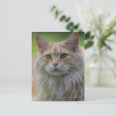 Hauptmünzkatze Postkarte (Stehend Vorderseite)