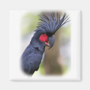 Hauptpalme COCKATOO Haustier-Vogel Magnet