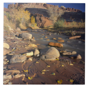 HAUPTSTADT REEF NATIONAL PARK, UT, US, Cottonwood Fliese